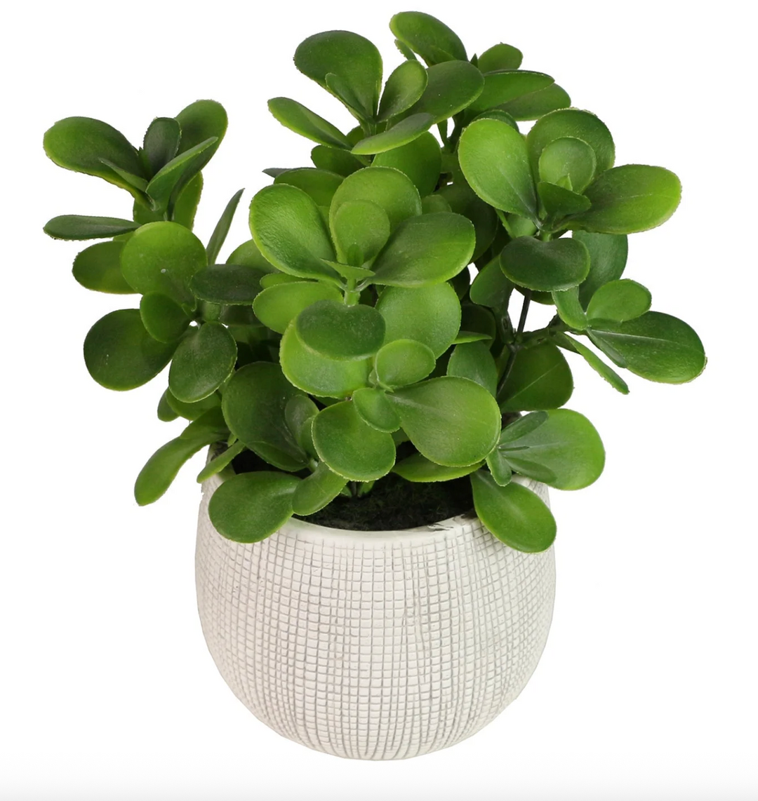 Succulent in Tan base